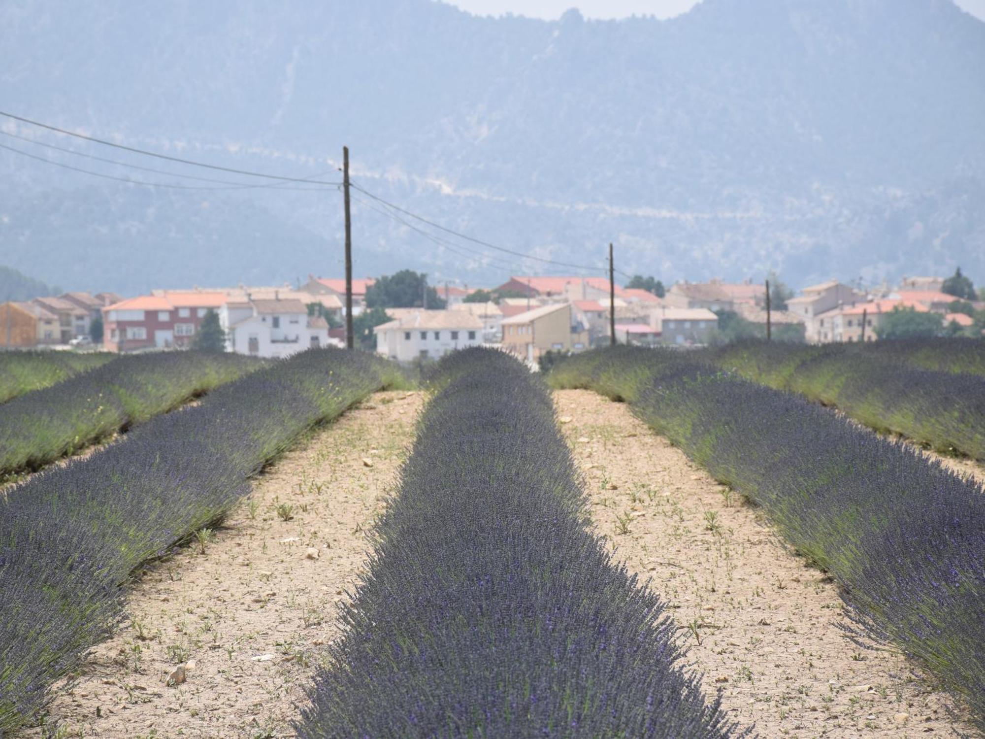 Luis Séjour à la campagne *